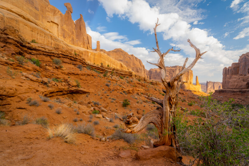 Image of a tree in a desert canyon