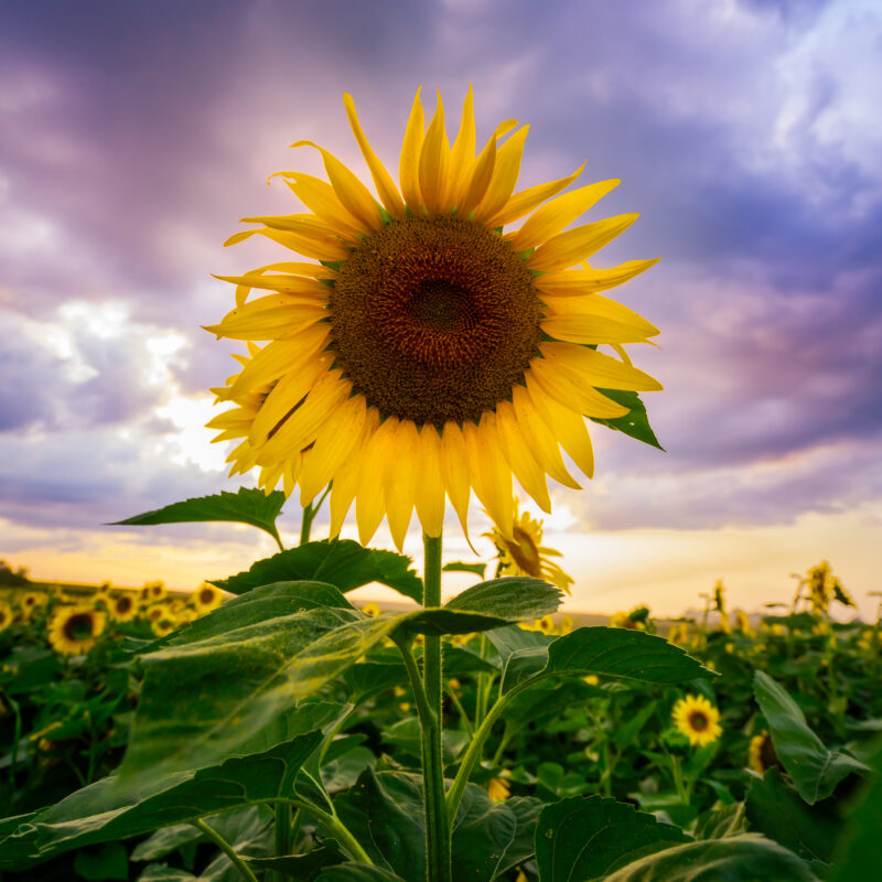 Purple Sunflower