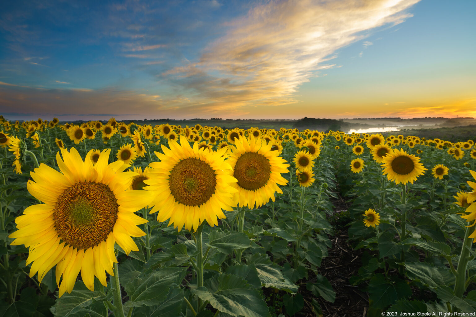 Image of a field of sunflowers