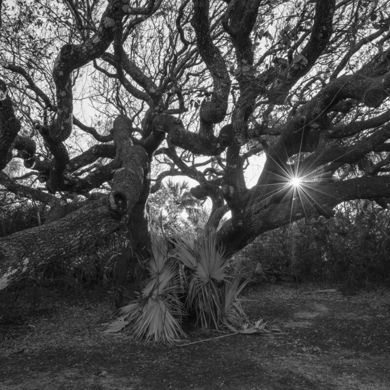 Ponce Inlet Oak