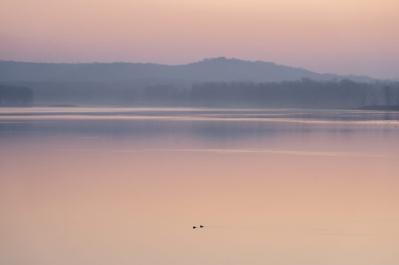 Mississippi River Morning Ducks