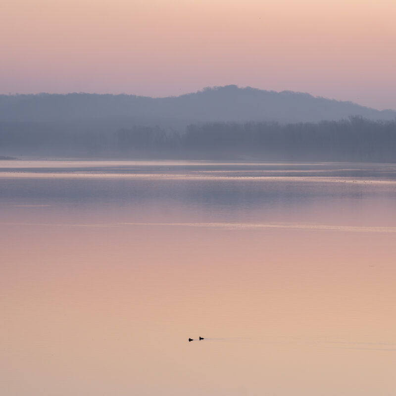 Mississippi River Morning Ducks