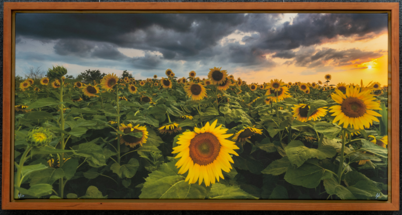 Dramatic Sunflowers