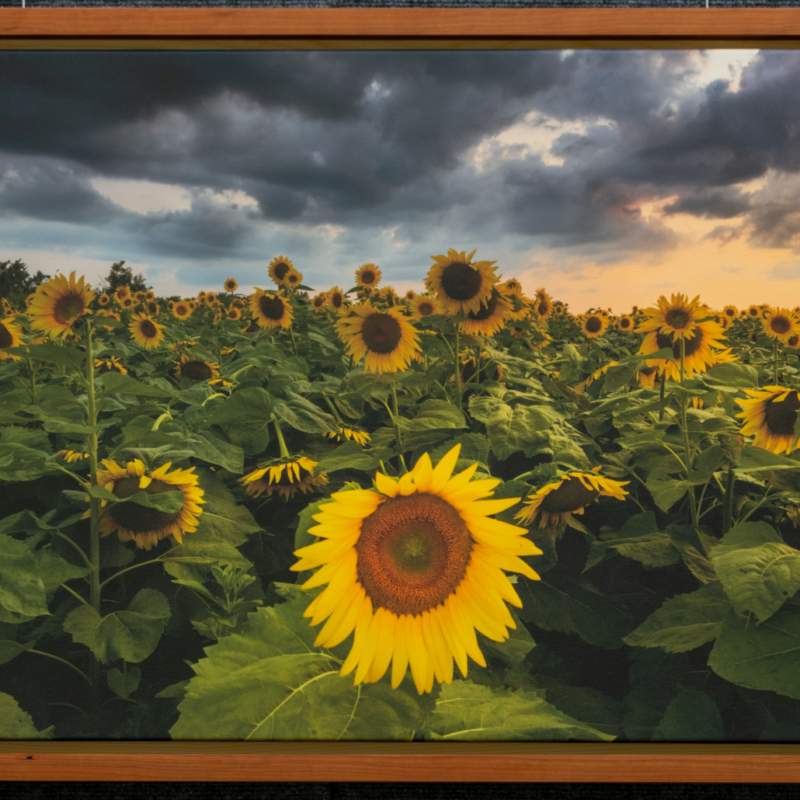 Dramatic Sunflowers