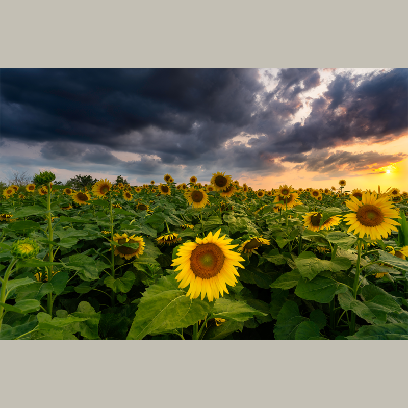 Dramatic Sunflowers